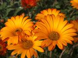 Margaritas, las reinas del jardín Margaritas, las reinas del jardín